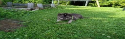 Northern Inuit dogs for sale: Northern Inuit puppies  in Inverness - Advert 9