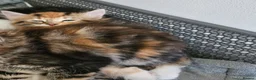 British Shorthair cats for sale: Stunning cross bread unique kitten ready for you. in Croydon - Advert 10