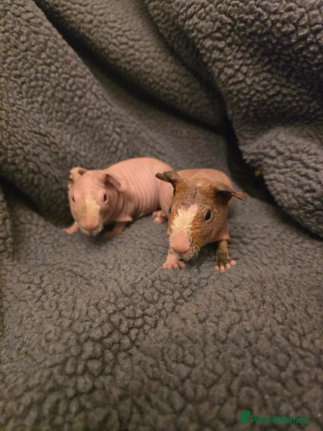 Guinea Pig rodents for sale: Baby boy skinny Werewolf guinea pigs - Advert 5