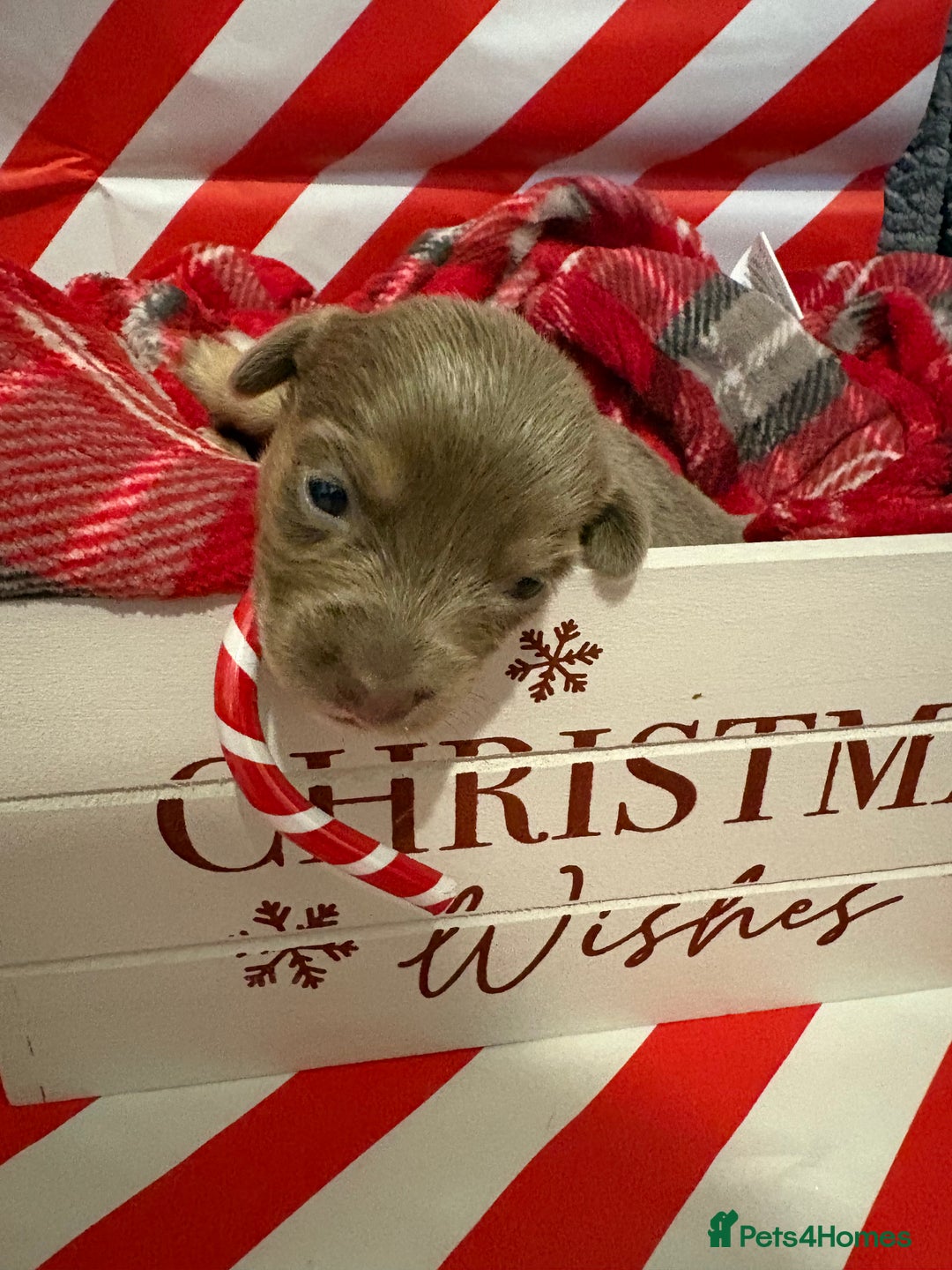 Chiweenie dogs for sale: Cheweenie - Image 6