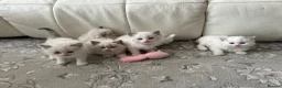 Ragdoll cats for sale: Pure Ragdoll Kittens - Advert 26