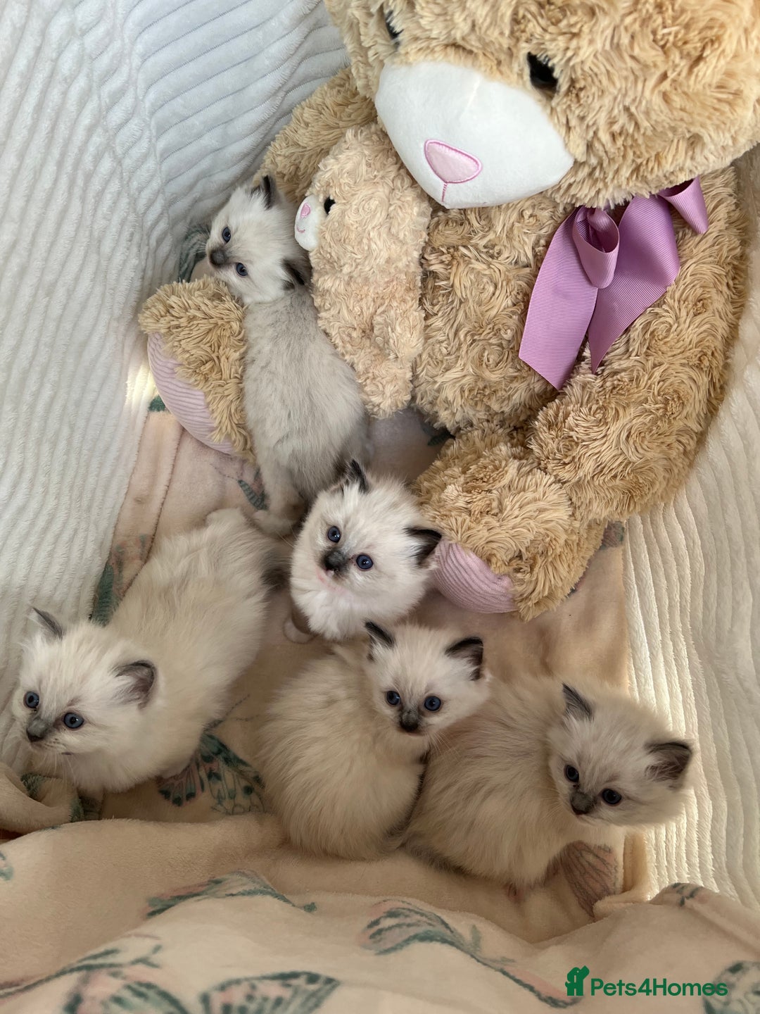 Ragdoll cats for sale: Seal Mitted Ragdoll babies, 4 girls 1 boy - Image 5
