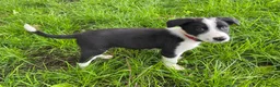 Border Collie dogs for sale: 5 Boarder Collie Puppies 8 weeks ready now in Ashbourne - Advert 2