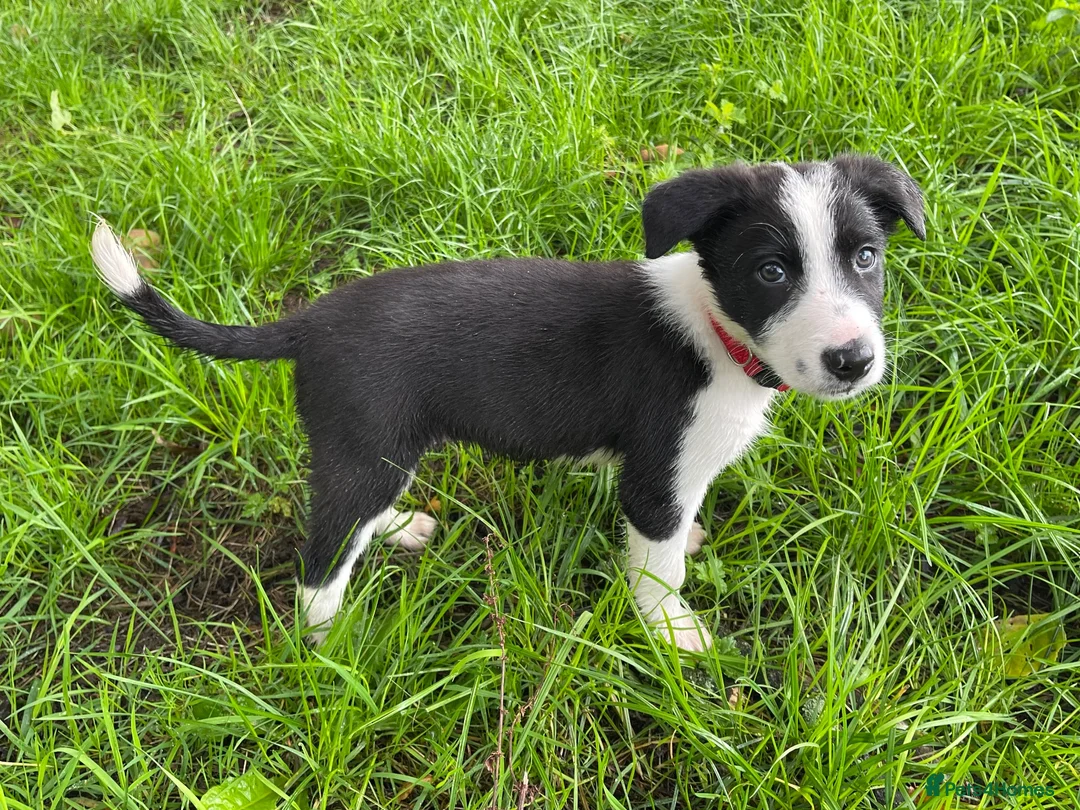 Border Collie dogs for sale: 5 Boarder Collie Puppies 8 weeks ready now in Ashbourne - Advert 2