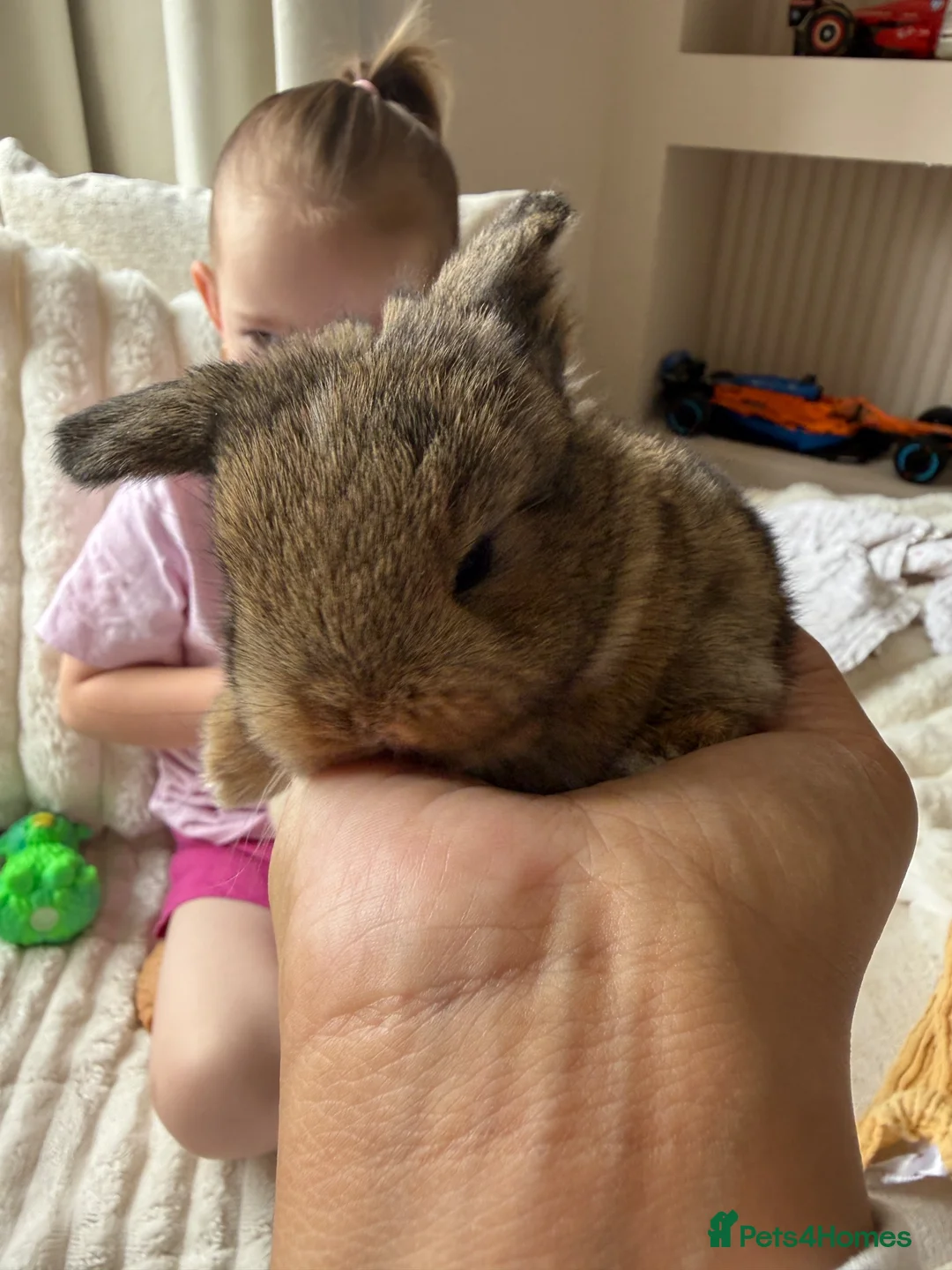 Mini Lop rabbits for sale: 2 mini lop babies - Advert 6