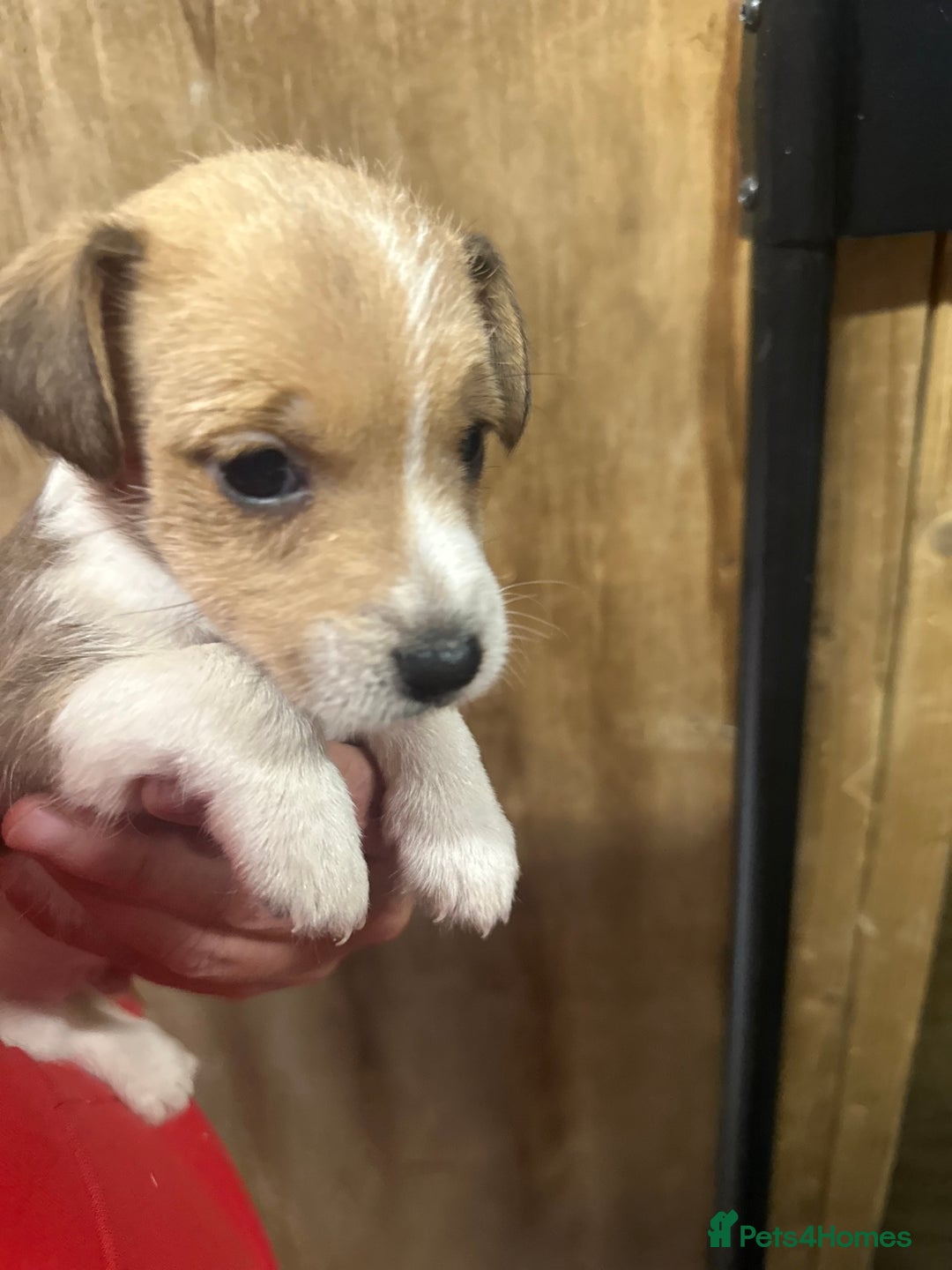 Jack Russell dogs for sale: Beautiful traditional jackrussel Pups  - Advert 11