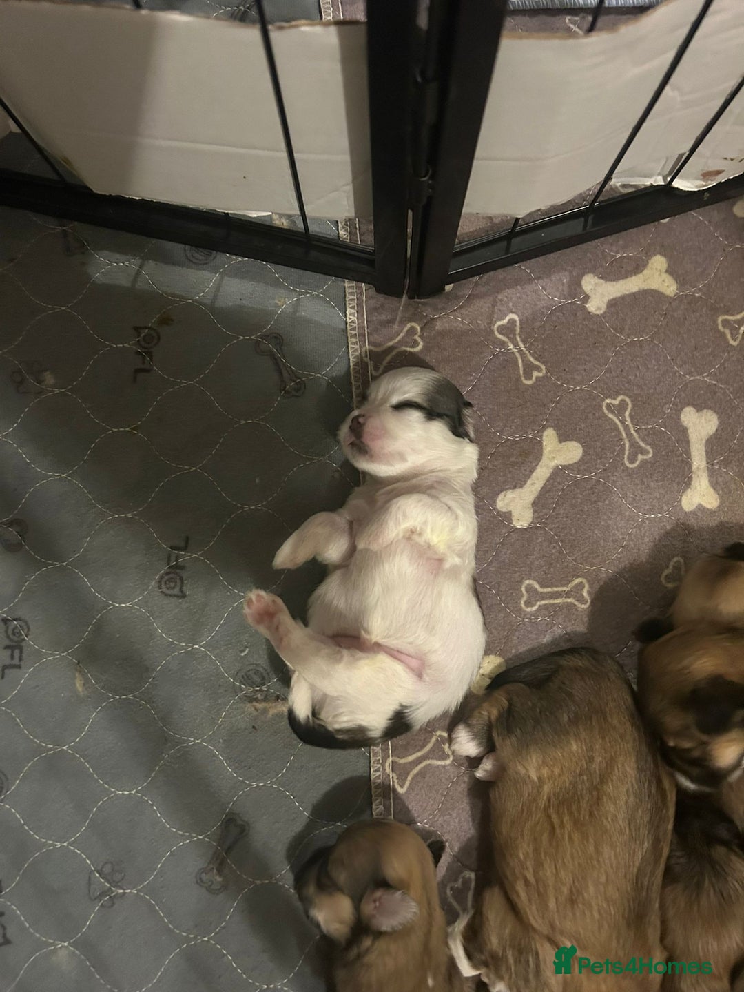 Lhasa Apso dogs for sale: 6 beautiful Lhasa apsos  - Image 4