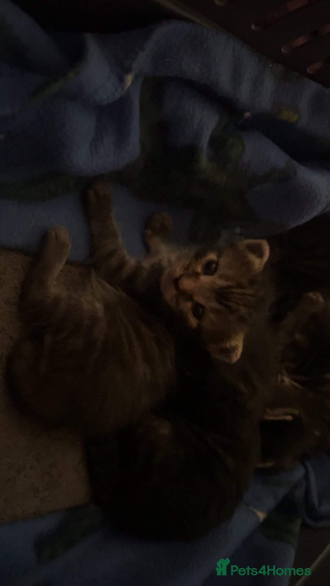 Mixed Breed cats for sale: Black Tabby kittens - Image 23