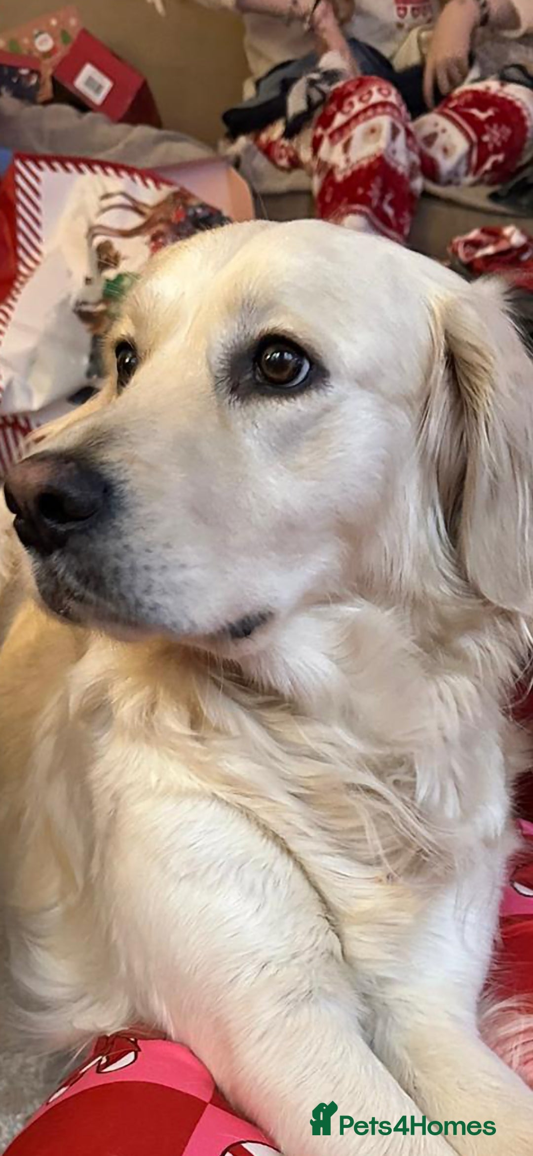 Golden Retriever dogs for sale: Stunning golden retriever babies - Image 7