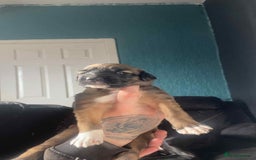 Mixed Breed dogs for sale: 3 tan girls remaining  - Image 15