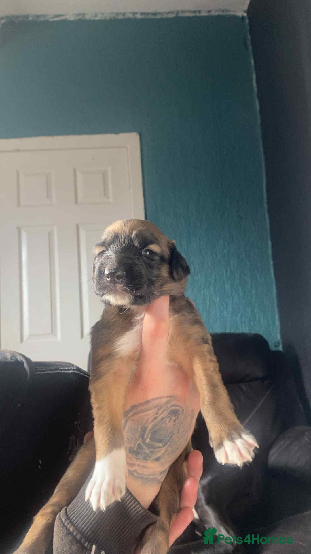 Mixed Breed dogs for sale: 3 tan girls remaining  - Image 15