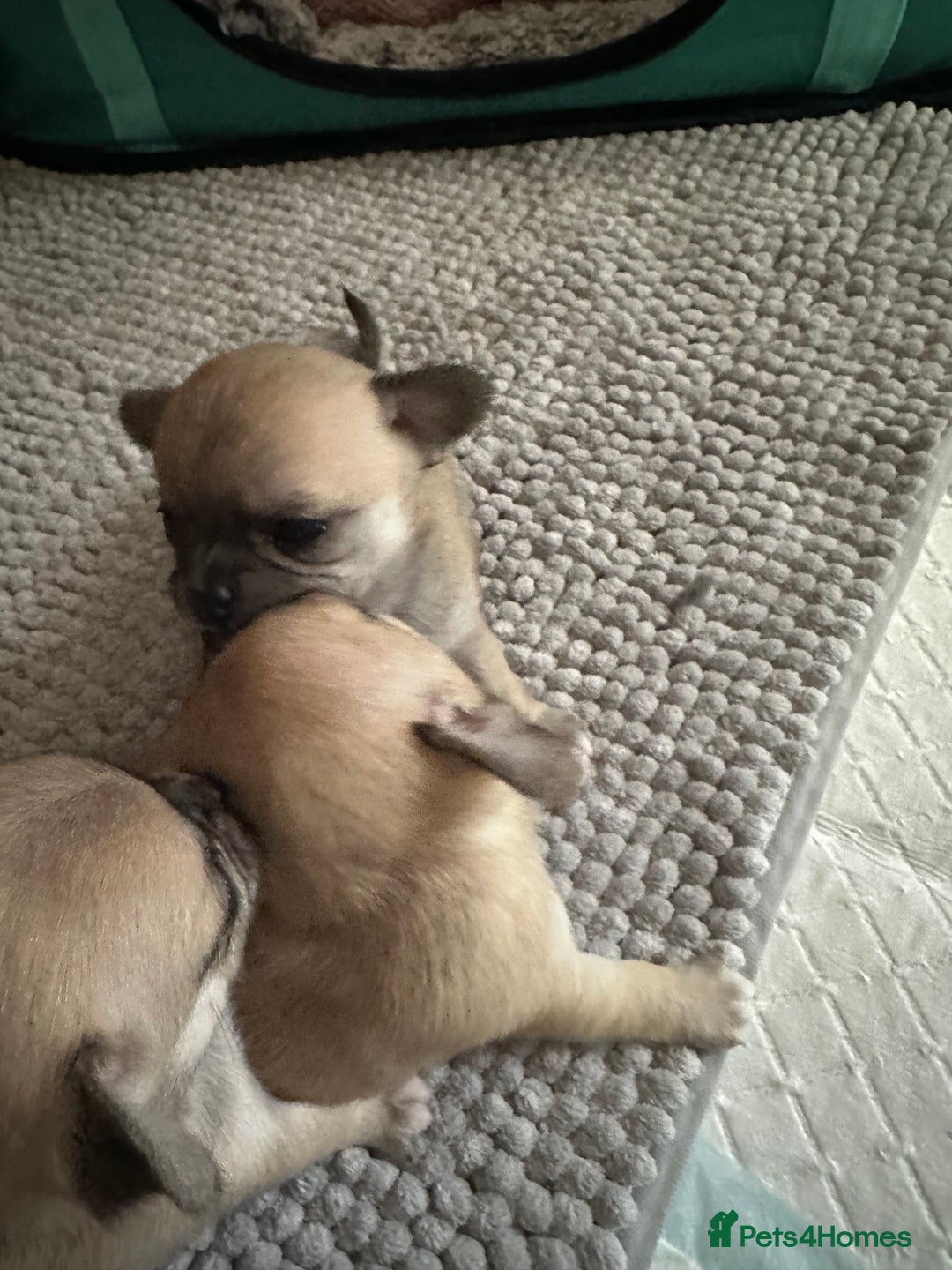 Chihuahua dogs for sale: Beautiful Chihuahua puppies. Two girls left  - Advert 14