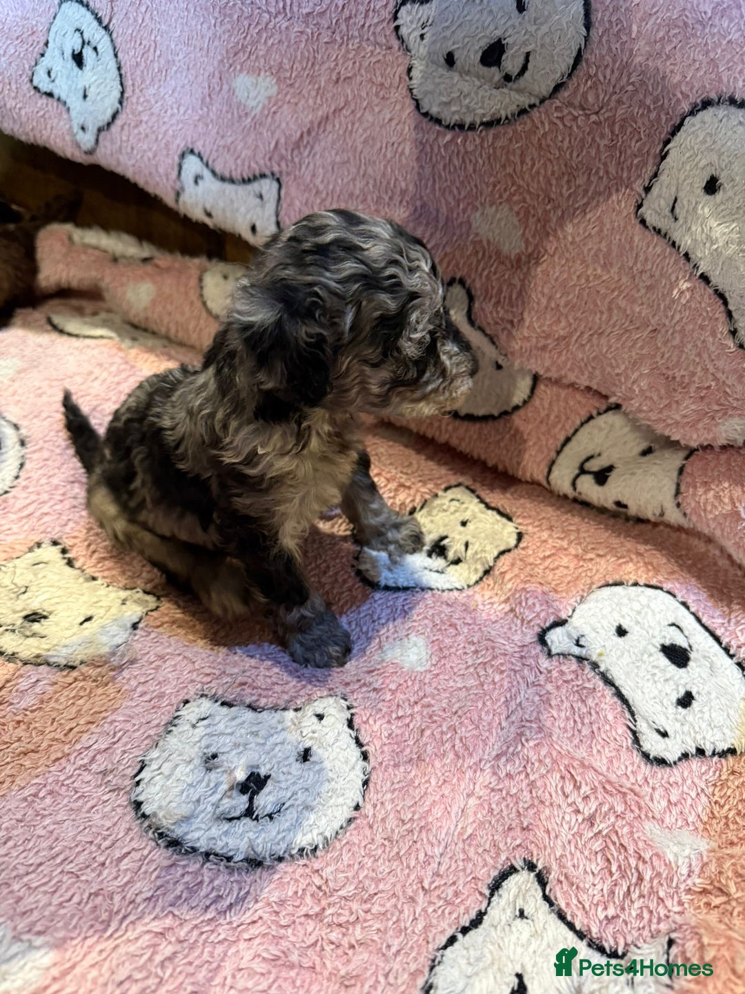 Toy Poodle dogs for sale: Exquisite Toy Poodle pups - Health tested parents - Image 13