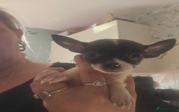 Chiweenie dogs for sale: Chihuahua cross dachshund  - Image 6