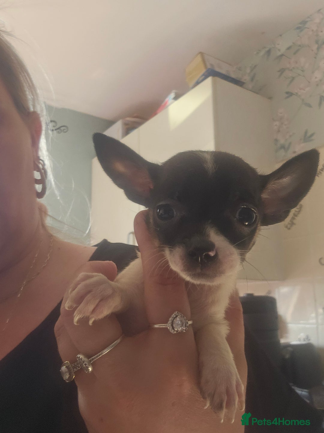 Chiweenie dogs for sale: Chihuahua cross dachshund  - Image 6