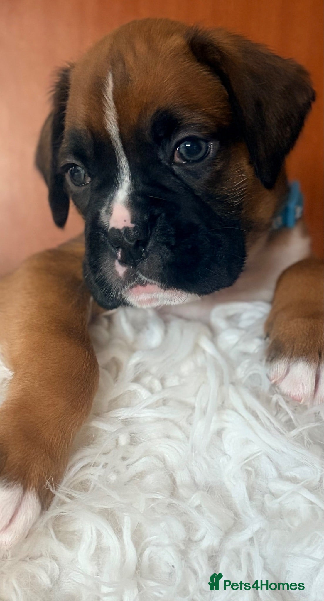Boxer dogs Sir Alfie  - Advert 3