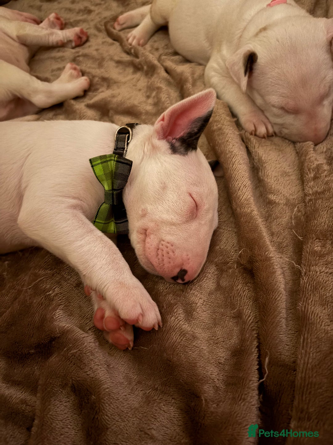 English Bull Terrier dogs for sale: ⭐️Ready Now ⭐️KC Champion EBT Pups ⭐️ - Advert 21