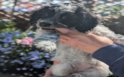 Cockapoo dogs for sale: Stunning Family Pets - Litter References Available - Image 4