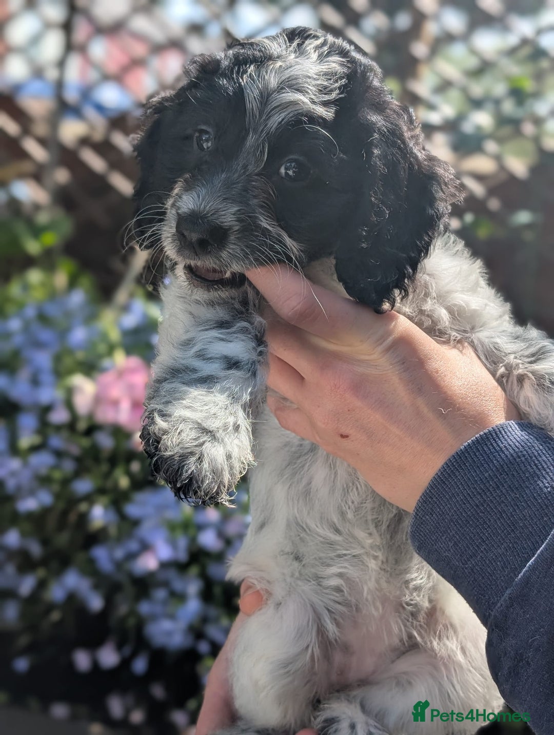 Cockapoo dogs for sale: Stunning Family Pets - Litter References Available - Image 4