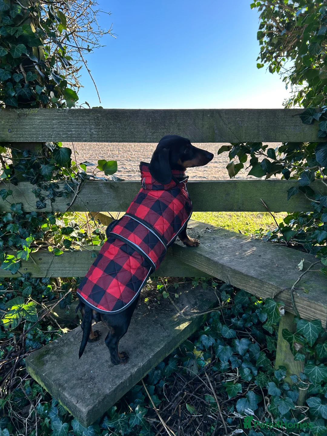 Miniature Dachshund dogs for sale: Cutie Beauty Miniature Dachshund Puppies in Nottingham - Advert 1