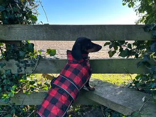 Miniature Dachshund dogs Cutie Beauty Miniature Dachshund Puppies - Advert 1