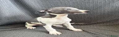 Whippet 1