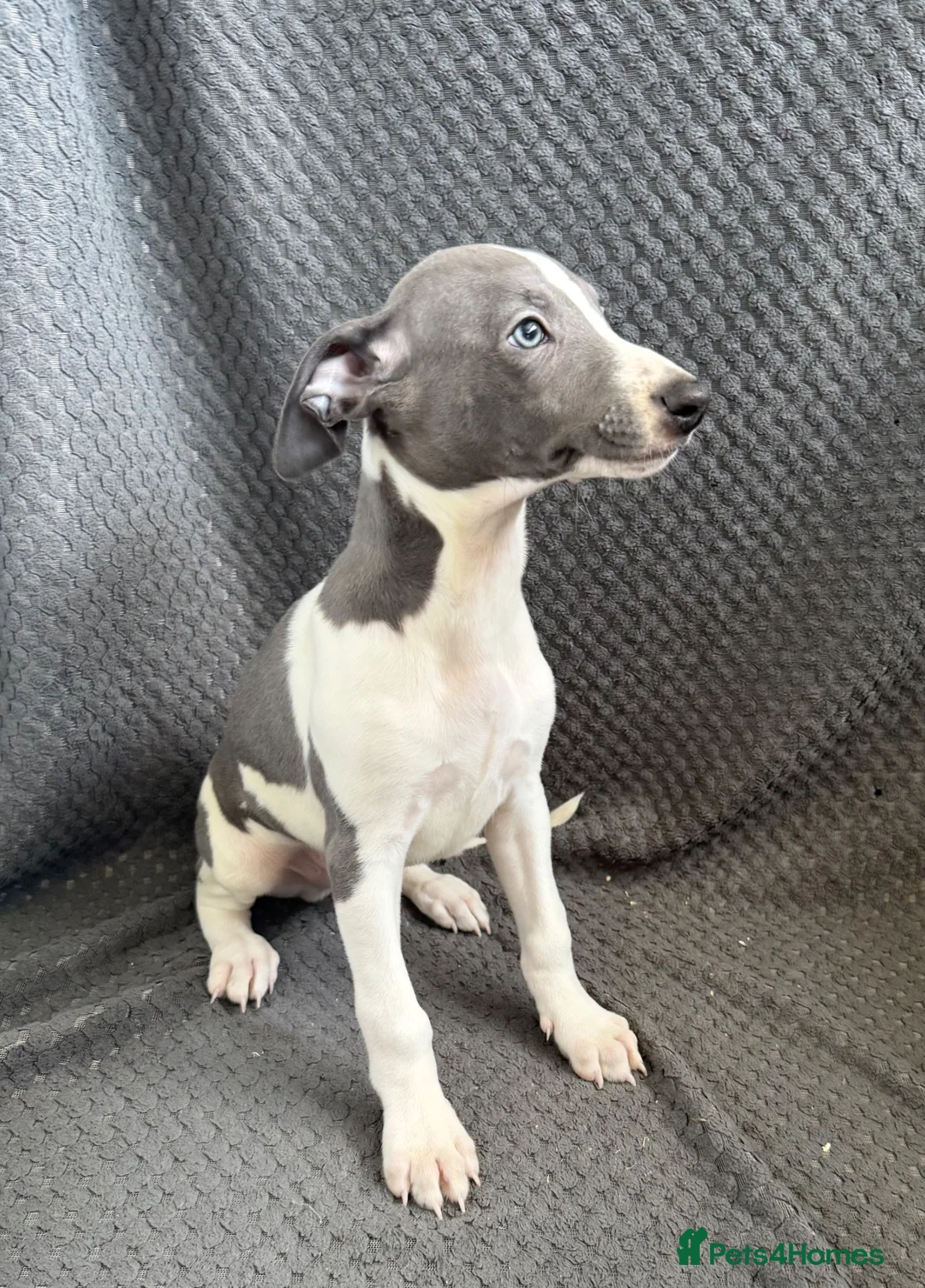 Whippet dogs for sale: Beautiful whippet puppies in Stourport-on-Severn - Advert 5