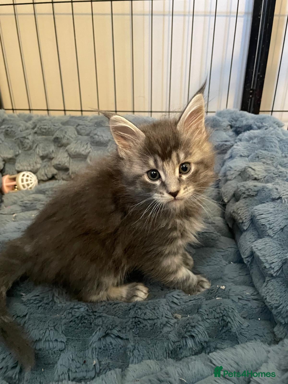 Maine Coon cats Gorgeous Pure tica reg mainecoon kittens  - Advert 7
