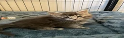 Maine Coon cats for sale: Gorgeous mainecoon kittens  in Hailsham - Advert 9