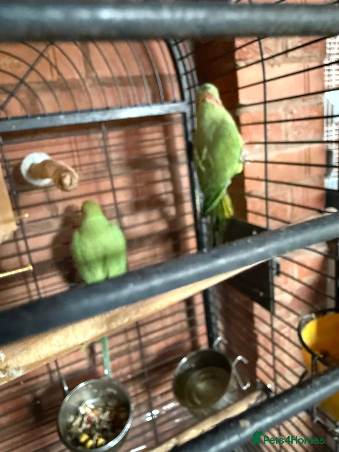 Ringnecks birds for sale: Pair Indianringneck - Advert 7