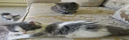 RagaMuffin cats for sale: Ragamuffin cross  - Advert 5