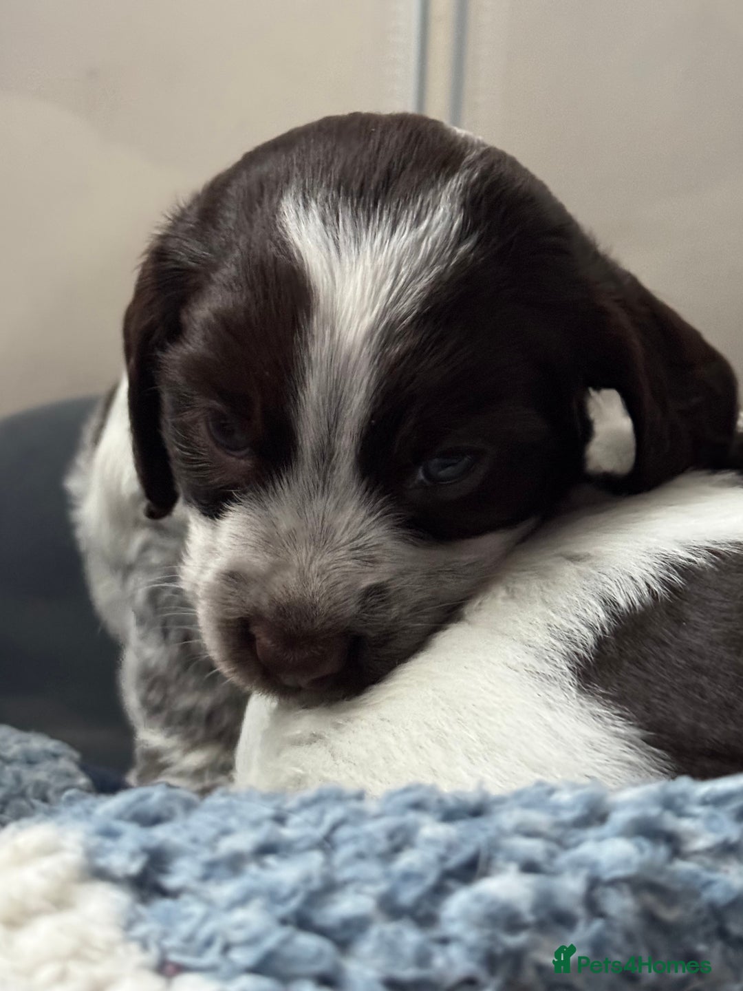 Cocker Spaniel dogs for sale: Cocker spaniel Puppies  - Advert 13