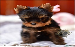 Yorkshire Terrier dogs for sale: BABY FACE DNA TESTED KC REG MINIATURE YORKIES - Image 5