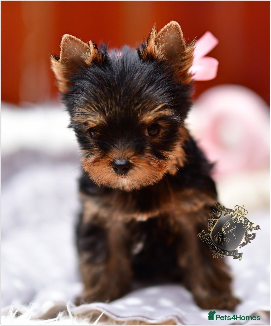 Yorkshire Terrier dogs for sale: BABY FACE DNA TESTED KC REG MINIATURE YORKIES - Image 5