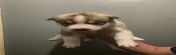 Huskita dogs for sale: Siberian Husky/Huskita Puppy - Advert 5