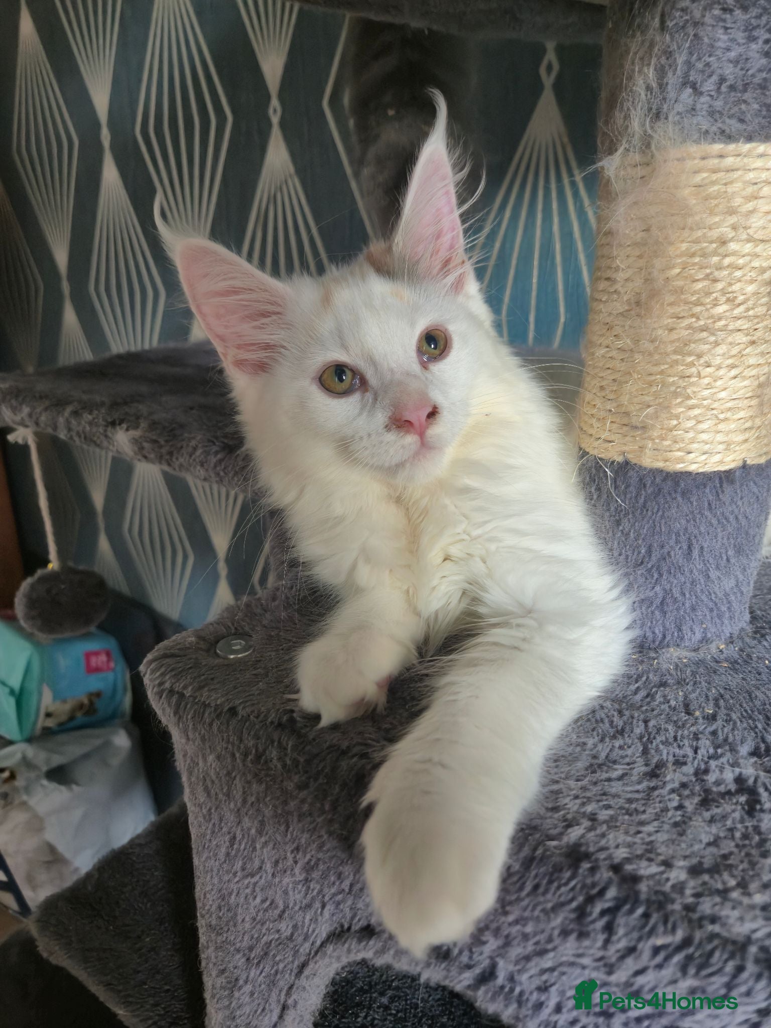 Maine Coon cats Tica Registered Kittens 1 GIRL LEFT - Advert 2