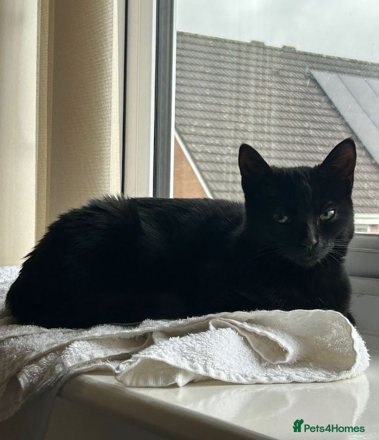 Domestic Shorthair cats 8 week old kittens - Advert 3