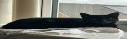 Domestic Shorthair cats for sale: 8 week old kittens - Advert 1