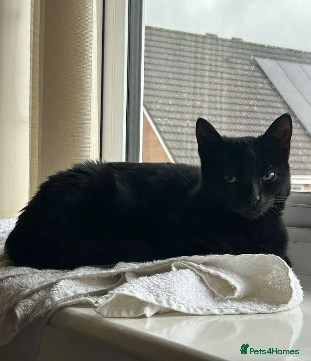 Domestic Shorthair cats for sale: 8 week old kittens - Advert 1