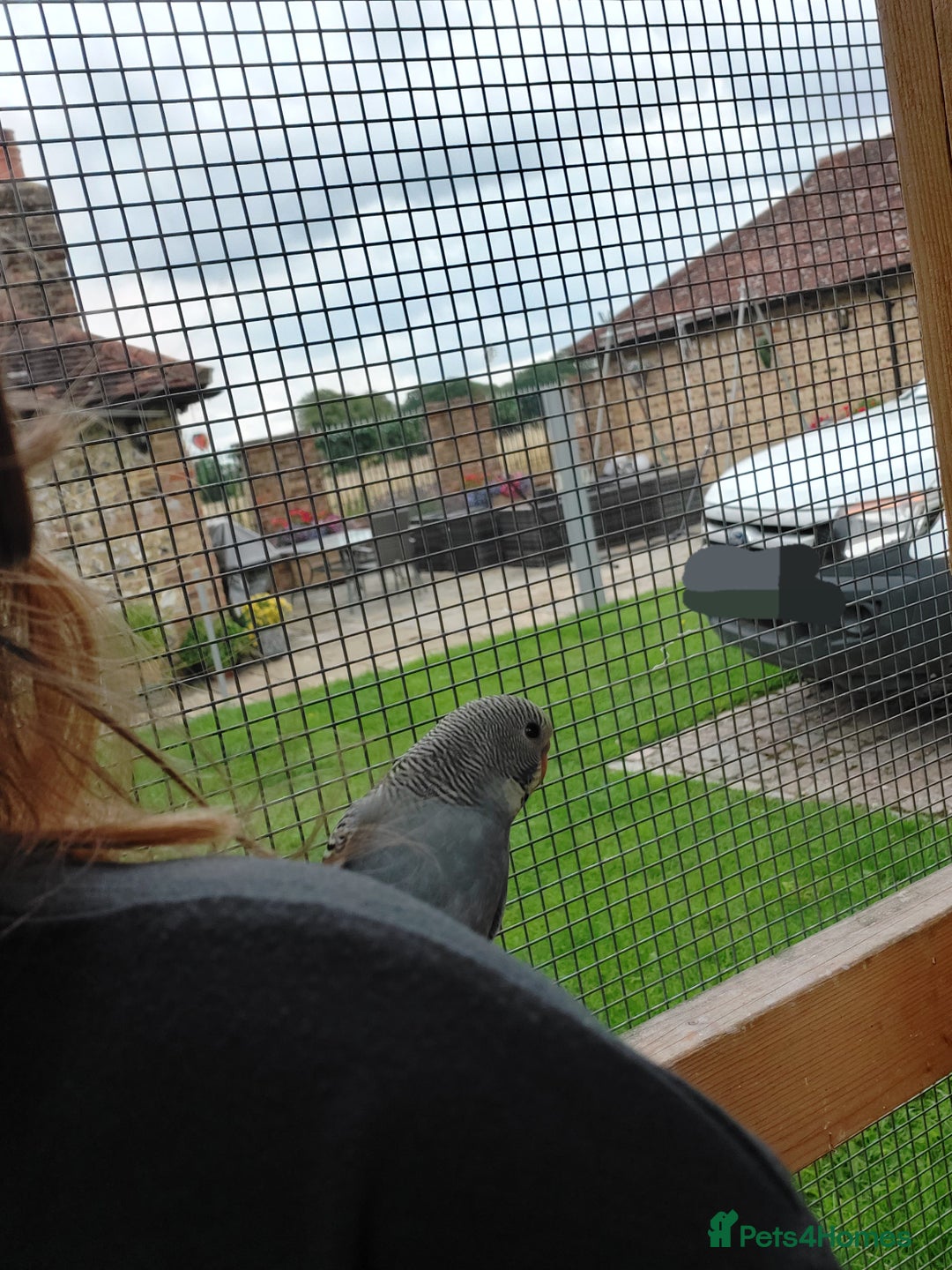 Budgerigars birds for sale: Baby Budgies In Warlingham (Ready 10th August) - Image 3