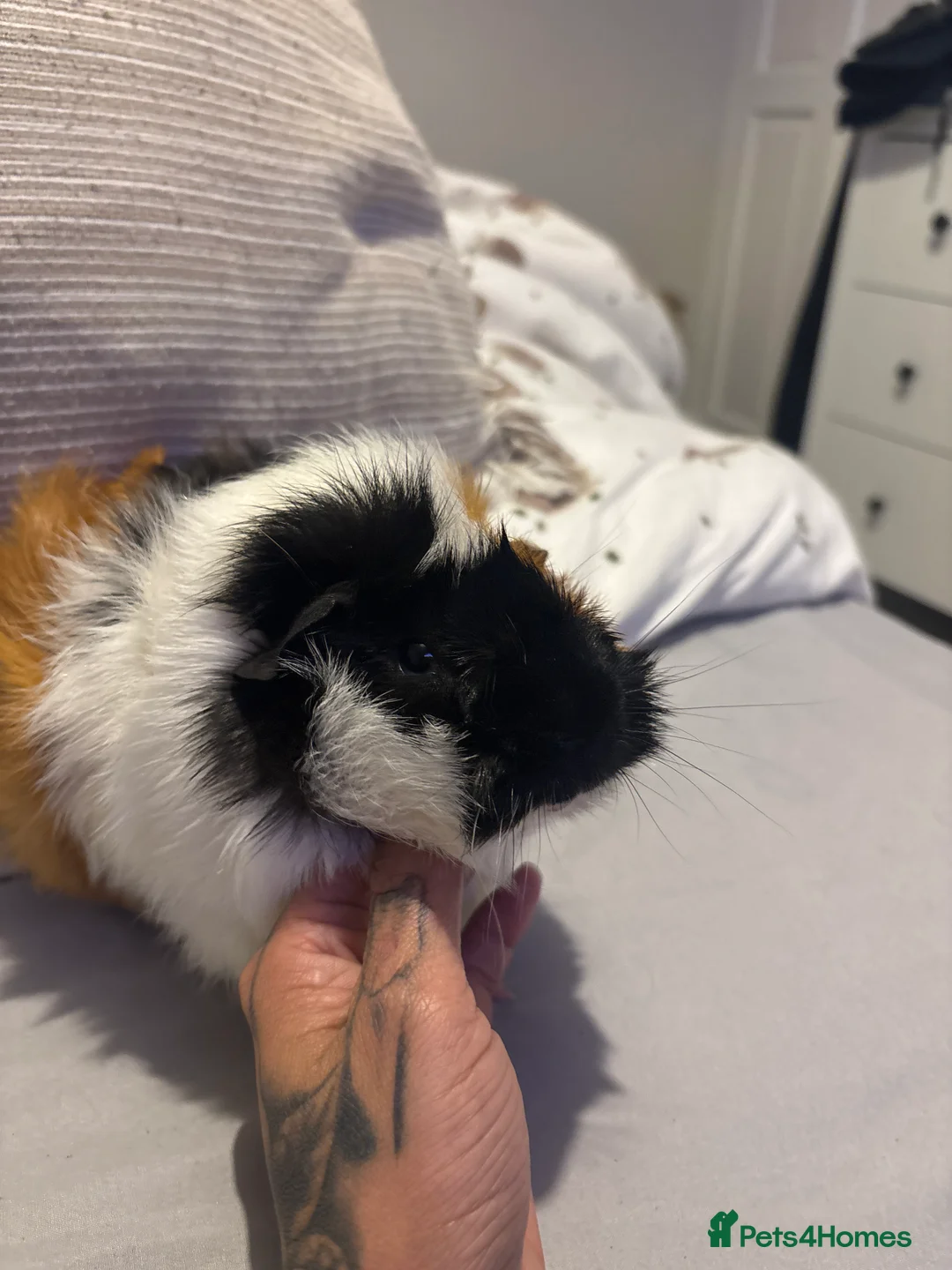 Guinea Pig rodents for sale: Guinea pigs brothers  - Advert 2