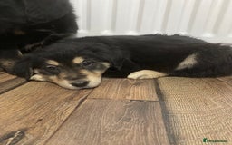 Mixed Breed dogs for sale: Adorable little puppys - Image 7