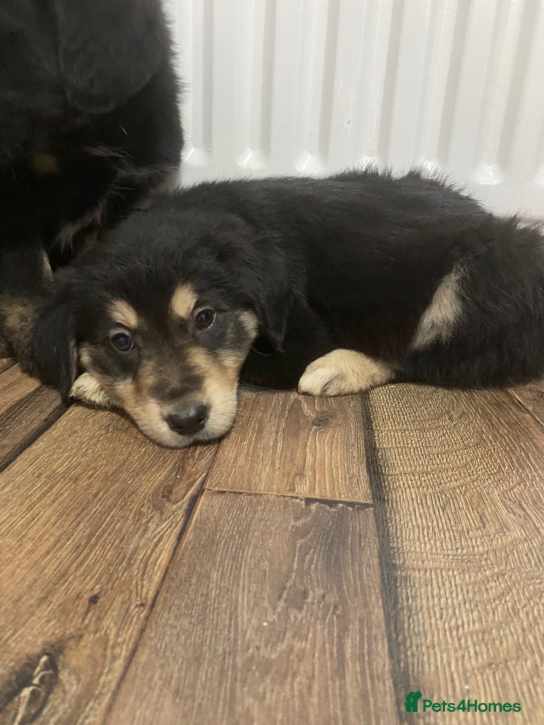 Mixed Breed dogs for sale: Adorable little puppys - Image 7