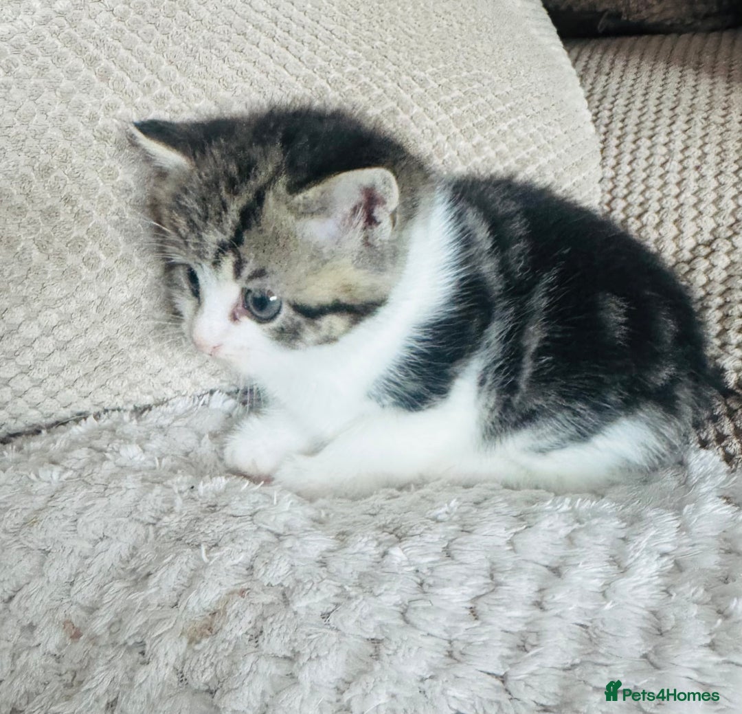 Persian cats for sale: persian x bengal - Image 7