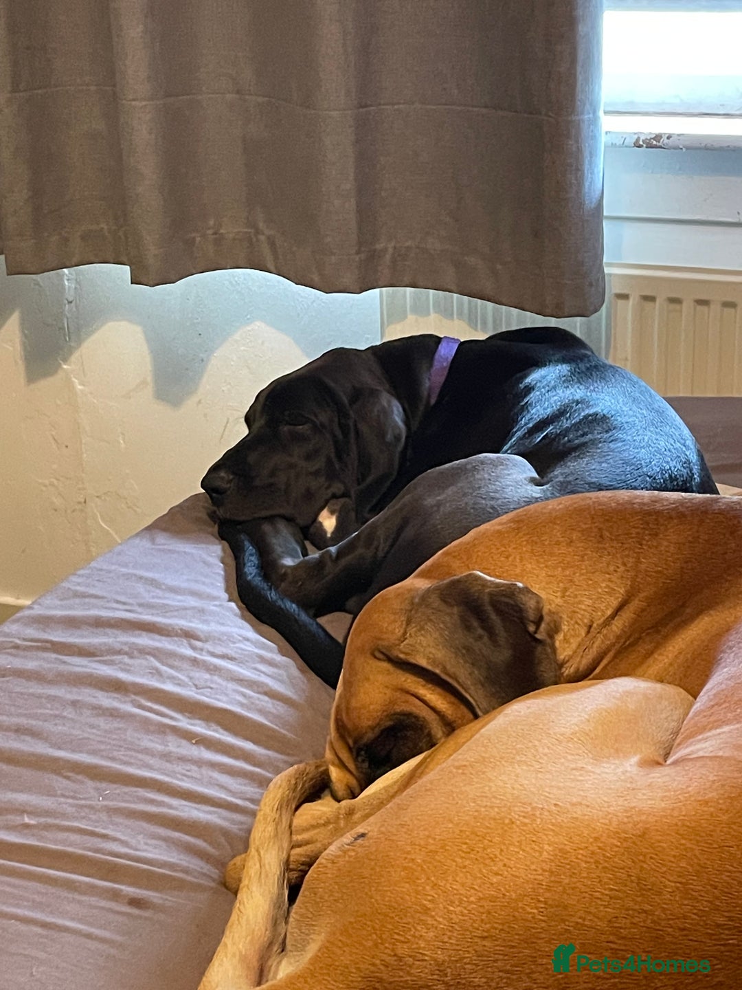 Great Dane dogs for sale: 1M 1F Great Dane pups looking for their new homes. in Bathgate - Image 3