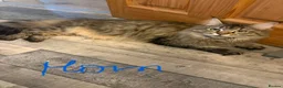 Maine Coon cats for sale: Last fluffy babie available - Advert 1
