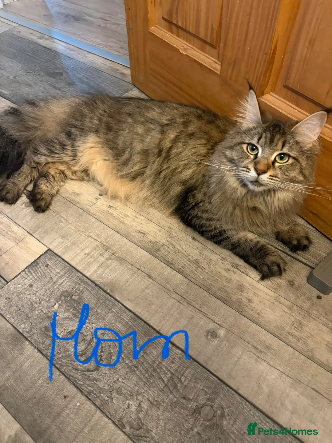Maine Coon cats for sale: Last fluffy babie available - Advert 1