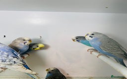 Budgerigars birds for sale: Stunning baby rainbow/pied budgies  in Luton - Image 27