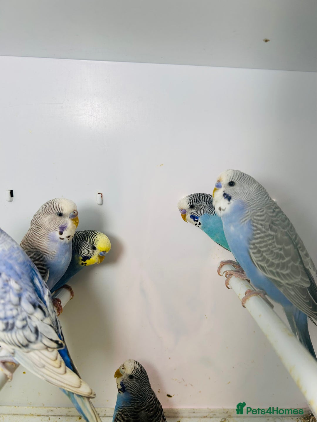 Budgerigars birds for sale: Stunning baby rainbow/pied budgies  in Luton - Image 27