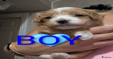 Maltipoo dogs - Advert 14